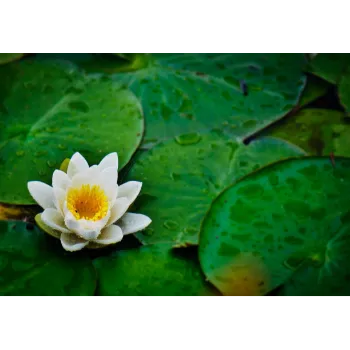Natural Lotus Flower